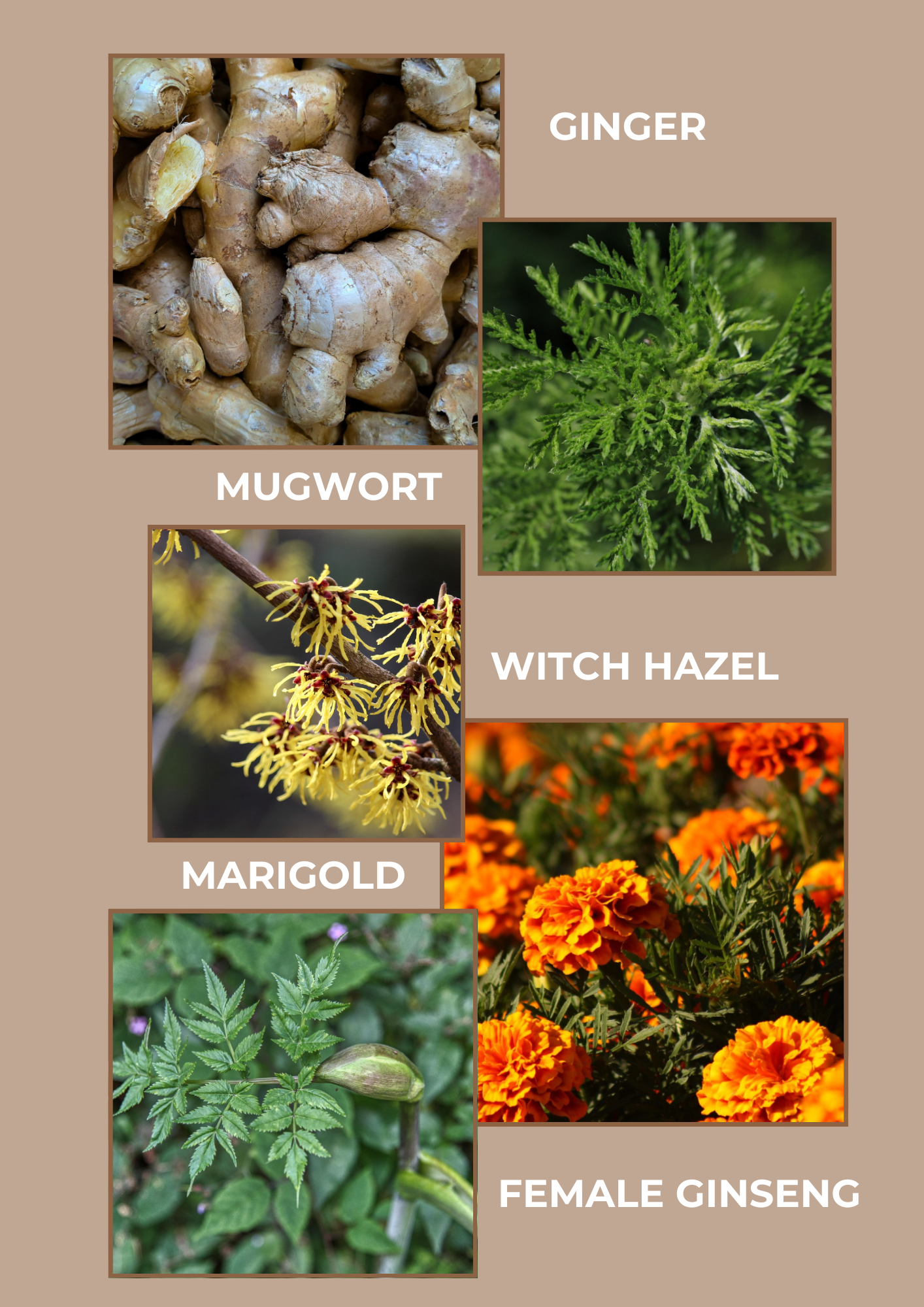 Collection of plants including ginger, mugwort, witch hazel, marigold, and female ginseng on a beige background.