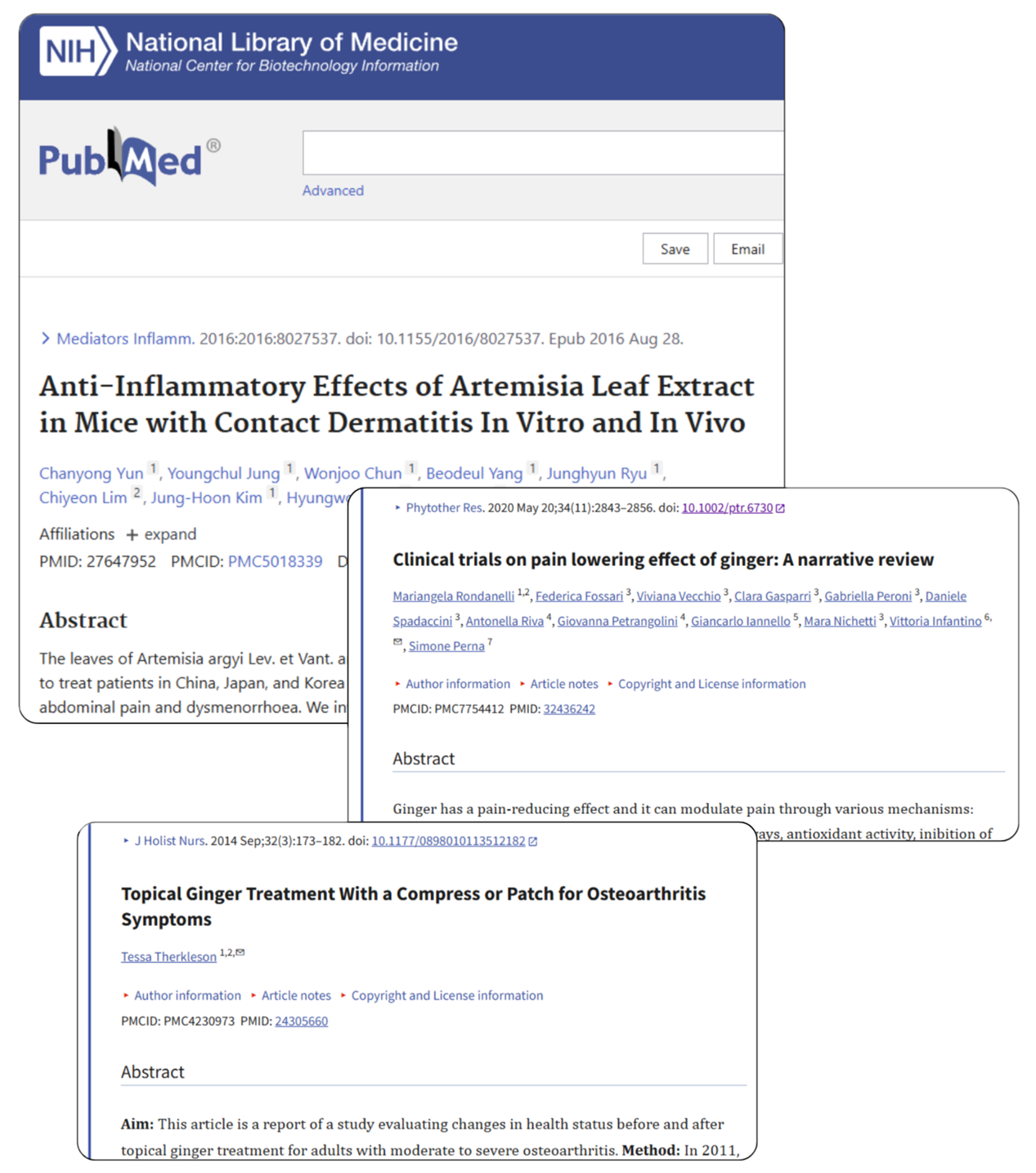 PubMed search results page with an article on anti-inflammatory effects of Artemisia Leaf Extract and articles on ginger treatment.